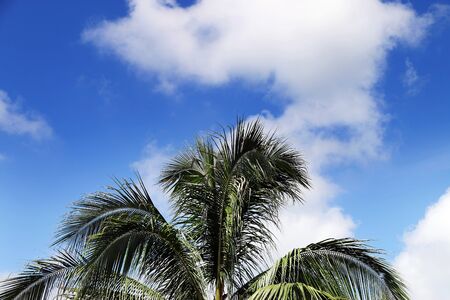 Coconut trees and blue sky, Seaside vacation concept.の写真素材