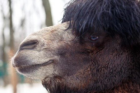 Face of camel on winter park backgroundの写真素材