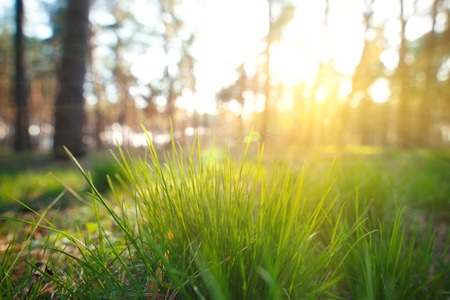 Green summer grass close-up with bright sunlightの写真素材