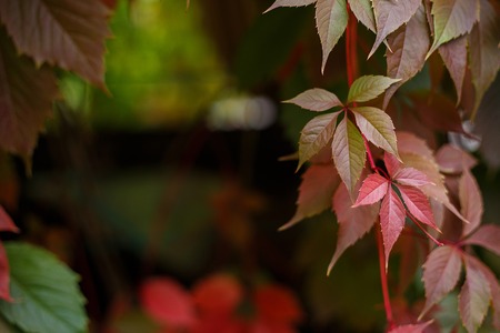 Autumn, nature, gardening background. Colorful autumn virginia cの写真素材