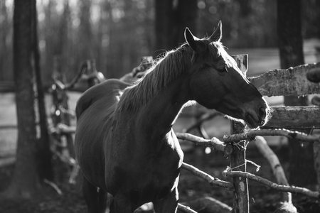 Beautiful horse walking in the paddock. Countryside life conceptの写真素材