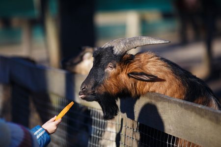 People and animals. Child feeding a goat with carrot in the zoo.の写真素材