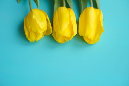 Spring, blossom, floral concept. Beautiful yellow tulips on blueの写真素材