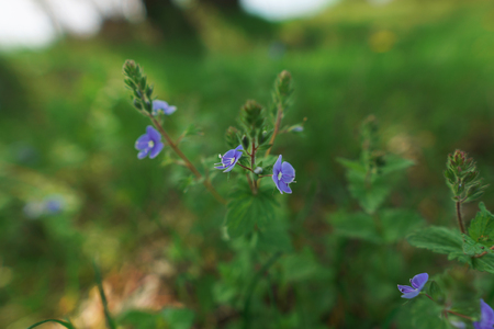 Flower blossom with sunlight in the forest.の写真素材
