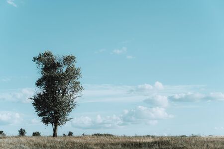 Lonely tree on a meadow, landscape under blue skyの写真素材