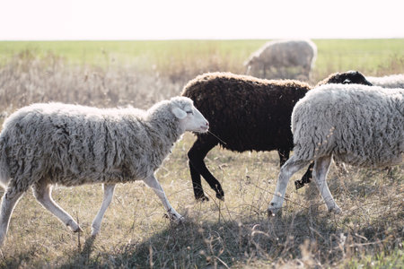 Flock of sheep grazes at meadow. Rural scene