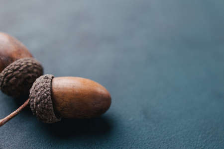 Fall floral design greeting card with acornsの写真素材