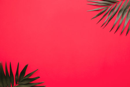 Summer vibes. Vacation, paradise, ocean shore resort, tropical beach travel concept, sea coast. Coconut palm leaves on red background. Summertime creative layout, copy spaceの写真素材