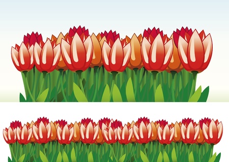 Vector border of tulipsのイラスト素材