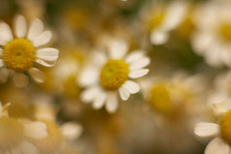 soft camomileの写真素材