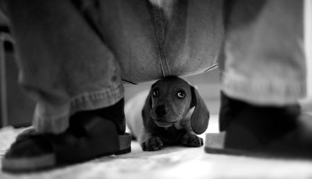 puppy in safetyの写真素材