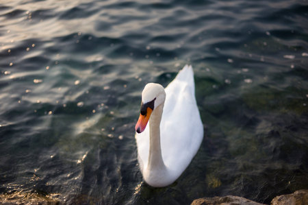 An elegant swan in the lake Garda, northern Italy.の写真素材