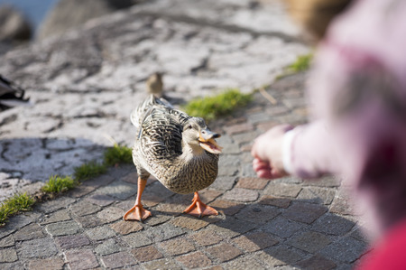 A girl feeding a duck.の写真素材