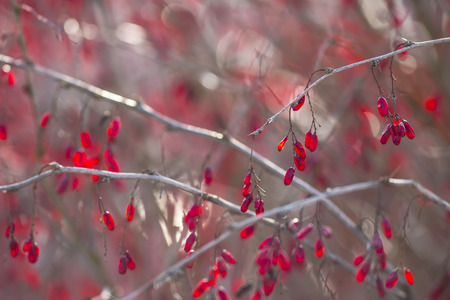 Horizontal close-up of barberry branches.の写真素材