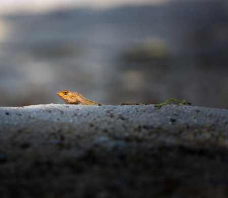Closeup if an orange lizard hiding in the dunes of a secluded beach.の写真素材