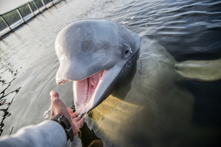 Man is reach out his hand to amazing white whaleの写真素材
