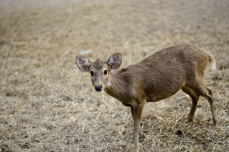 Deer looking Excitedの写真素材