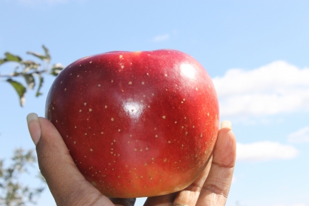 Holding an Appleの写真素材
