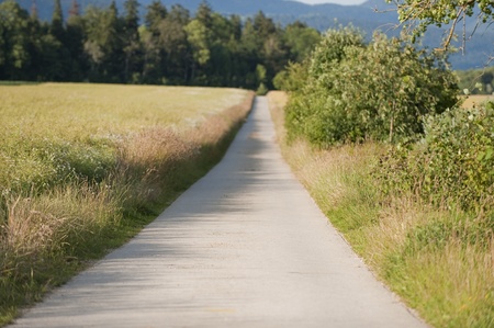 Road between green fields in summerの写真素材