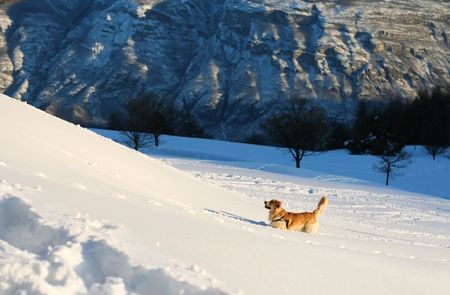 Dog in winter mountain landscapeの写真素材