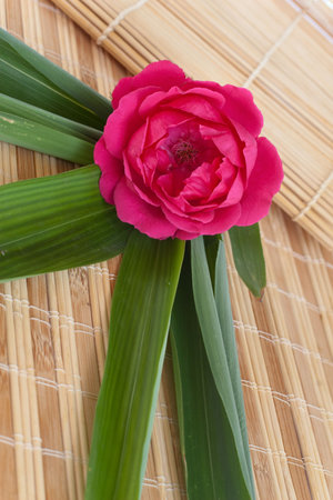 On the vacation: closeup of a red rose and bamboo leavesの写真素材