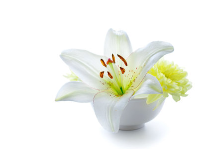 Lily flower in a bowl, isolated on whiteの写真素材