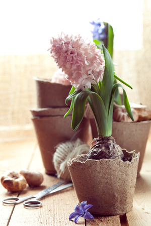 Hyacinth flowers in turf pots, flower bulbs and gardening tools on old wooden table near windowの写真素材