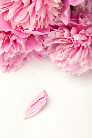 Stunning pink peonies and one petal on white background  Copy space の写真素材