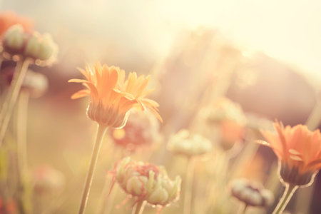 Abstract nature blurred background - orange flower on meadow with sun rays, toned photoの写真素材