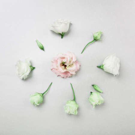 White and pink eustoma flowers arranged in circle, flatlay on grey background, square compositionの写真素材