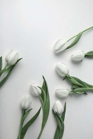 White tulips on white background, flatlayの写真素材
