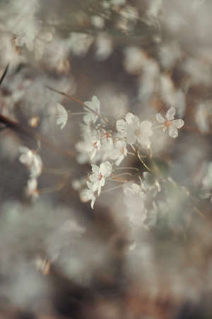 White cherry tree blossoms blooming, natural light shot with soft focus and blur, golden hourの写真素材