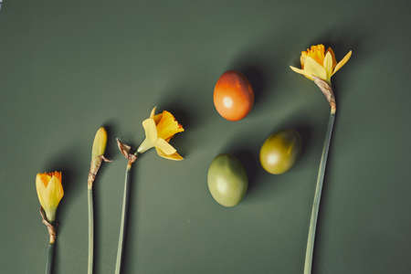 Spring yellow daffodils with naturally dyed Easter eggs on moss green background. Overhead shotの写真素材