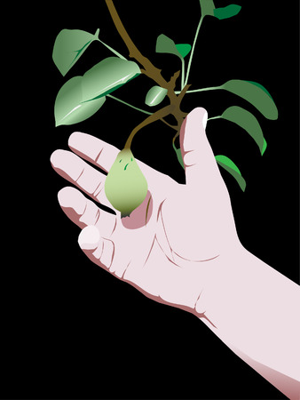 pear harvestingのイラスト素材