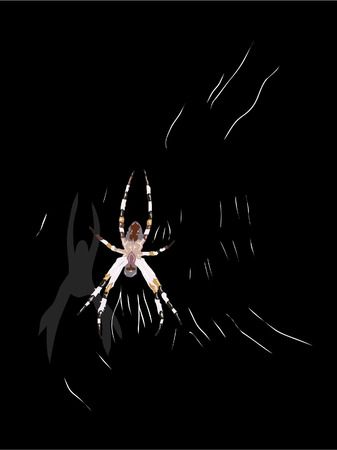 spider webのイラスト素材