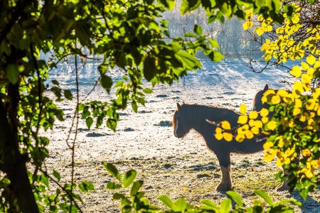 Horse portrait through leaves in foggy cold sunrise with the steam from the nostrils - England, UKの写真素材