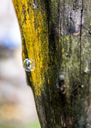 Single Soap Bubble landed on tree trunkの写真素材