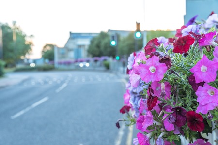 Empty city town road bordered by flowers in summerの写真素材