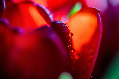 Closeup view of water drops on open tulipの写真素材