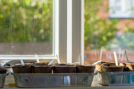 biodegradable seed pots under natural light with new plants next to window ready for new season home...