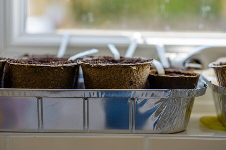 biodegradable seed pots under natural light with new plants next to window ready for new season home gardeningの写真素材