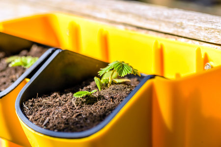 young strawberry plant in yellow pot in outdoor garden in england uk.の写真素材