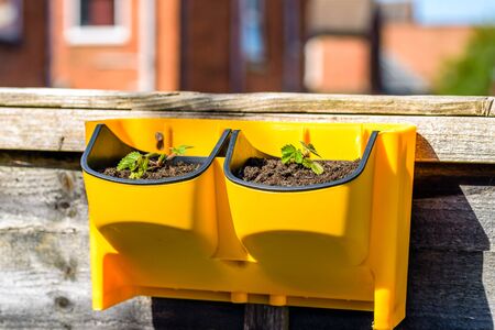 young strawberry plant in yellow pot in outdoor garden in england ukの写真素材