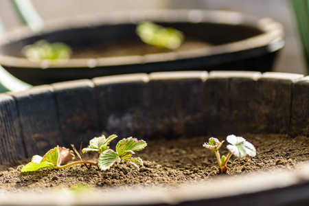 new strawberry plants inside large pots outdoor ready for new season home gardening.の写真素材