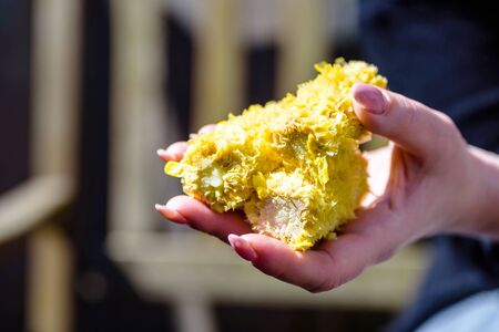 fully eaten sweet corn cob inside female hand outdoor in backyard.の写真素材