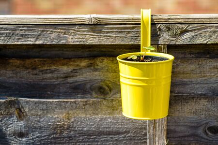 young strawberry plant in colorful pot in outdoor garden in england uk.の写真素材