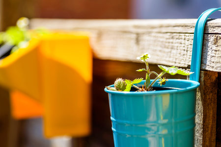 young strawberry plant in colorful pot in outdoor garden in england uk.