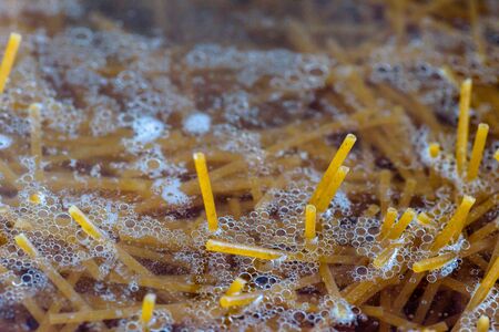 raw durum spaghetti inside boiling inside metal pan while cookingの写真素材