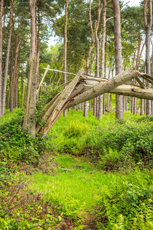 fallen broken tree in british forest in england uk.の写真素材
