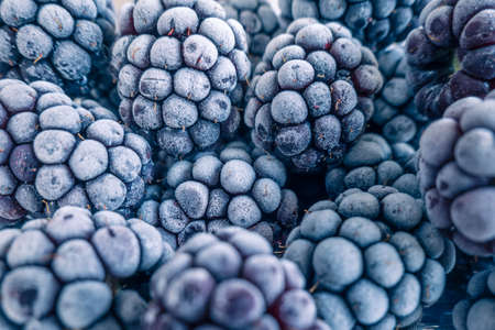 frozen frosly look blackberries closeupの写真素材